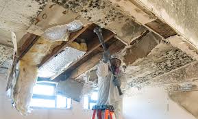 Best Mold Odor Removal Services  in Rock Hall, MD